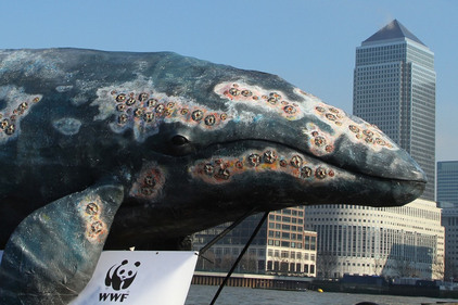 varie WWF whale